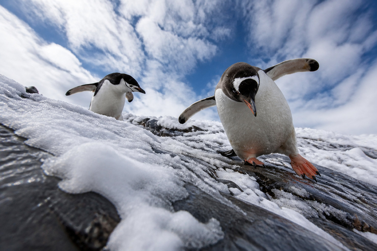 Les meilleures devinettes animalières pour briser la glace