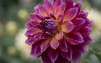 Une fleur de dahlia aux pétales dégradés rose et jaune en gros plan sur un fond flou.