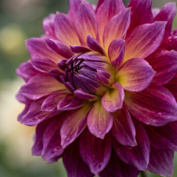Une fleur de dahlia aux pétales dégradés rose et jaune en gros plan sur un fond flou.