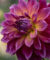 Une fleur de dahlia aux pétales dégradés rose et jaune en gros plan sur un fond flou.